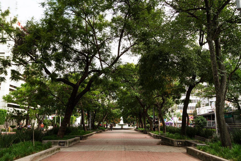 Arborização também é responsabilidade do comerciante, destaca o CASEM